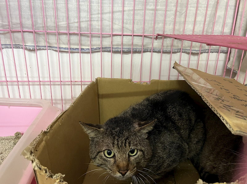 臺北市動物之家,編號:348990, 混種貓                 