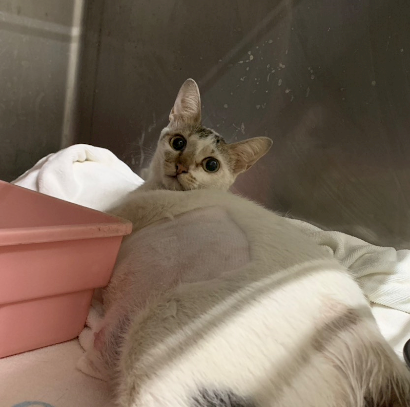 臺北市動物之家,編號:417255, 混種貓                 