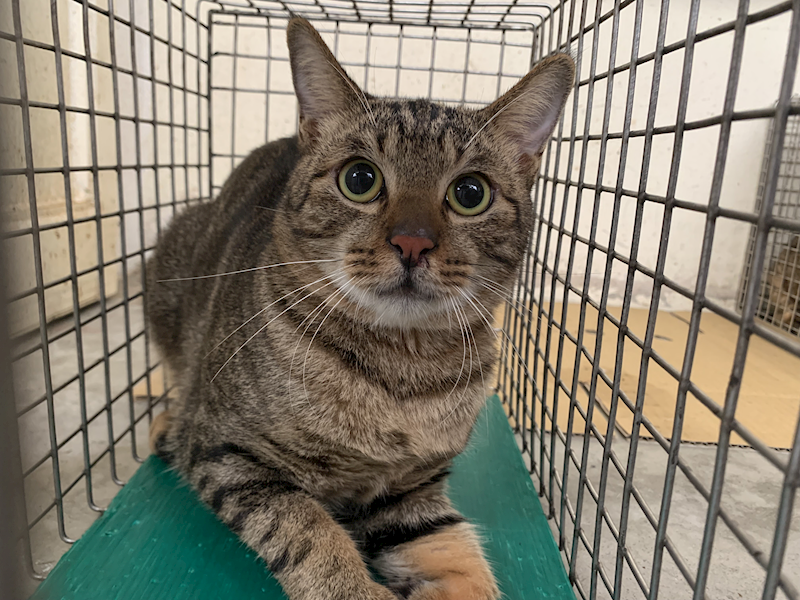 臺北市動物之家,編號:430600, 混種貓                 