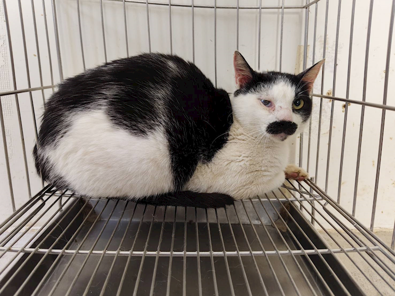 臺北市動物之家,編號:401496, 混種貓                 