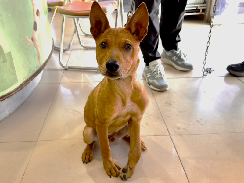 高雄市壽山動物保護教育園區,編號:434878, 混種犬          