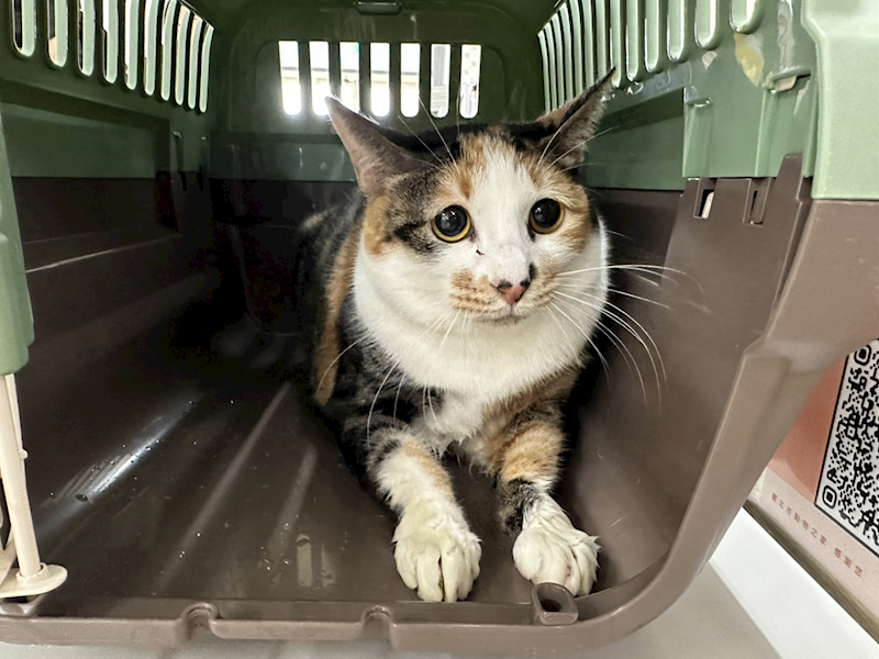 臺北市動物之家,編號:395653, 混種貓                 