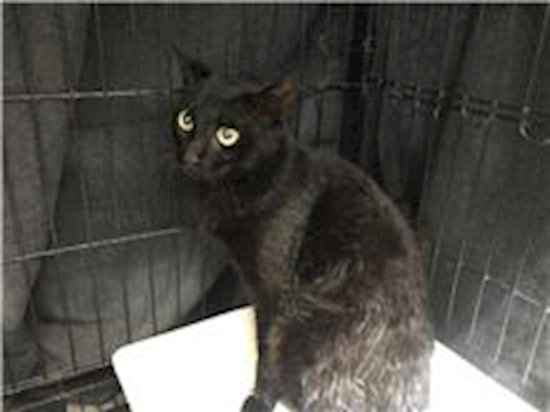 臺北市動物之家,編號:248688, 混種貓                 