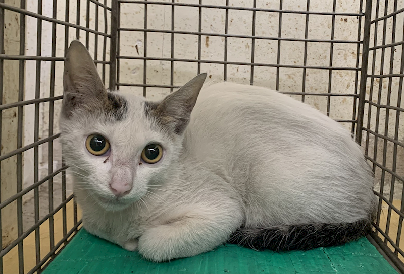 臺北市動物之家,編號:427064, 混種貓                 