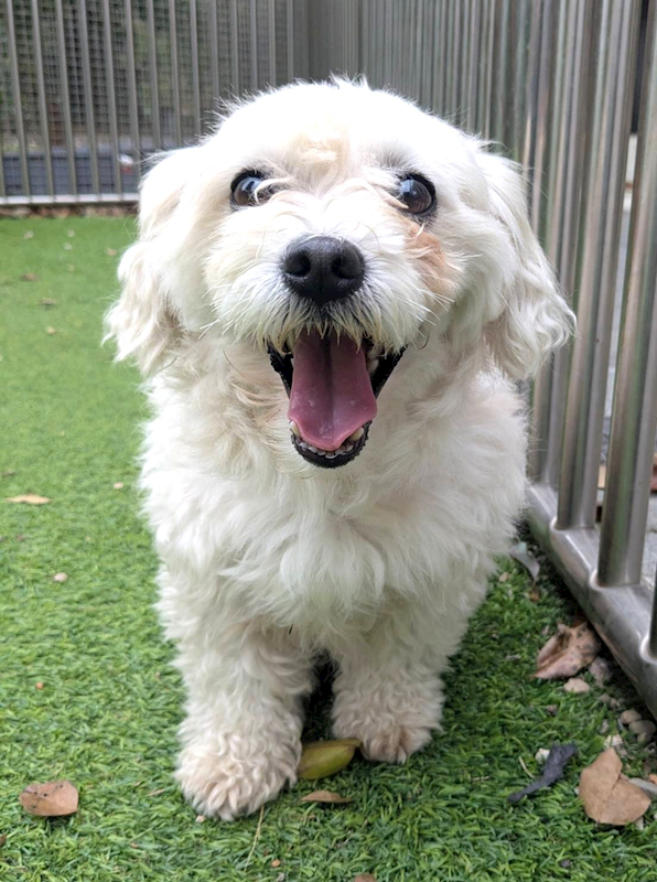 新竹縣動物保護教育園區,編號:435722, 瑪爾濟斯犬           