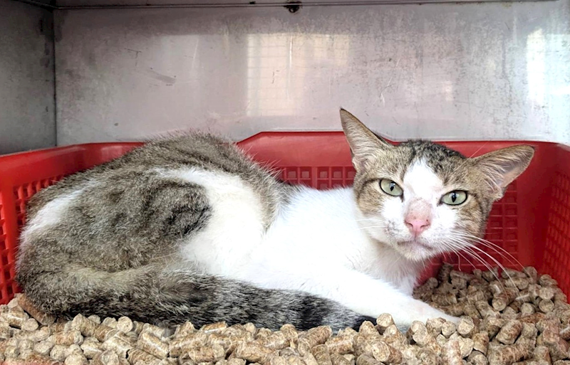 新竹縣動物保護教育園區,編號:435616, 混種貓                 