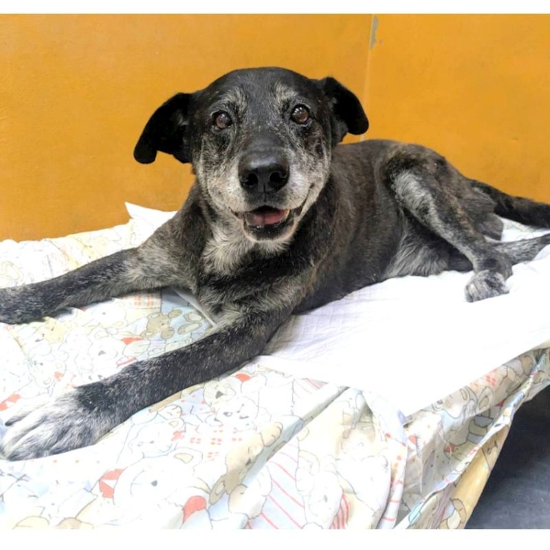 新竹縣動物保護教育園區,編號:435721, 混種犬          