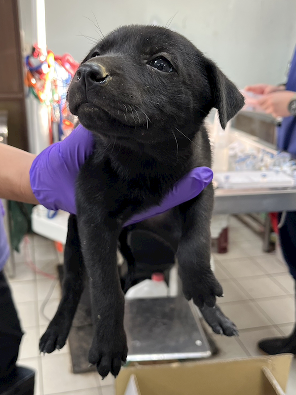 彰化縣流浪狗中途之家,編號:435894, 混種犬          