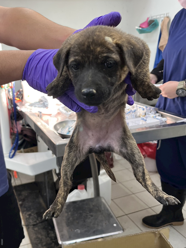 彰化縣流浪狗中途之家,編號:435893, 混種犬          