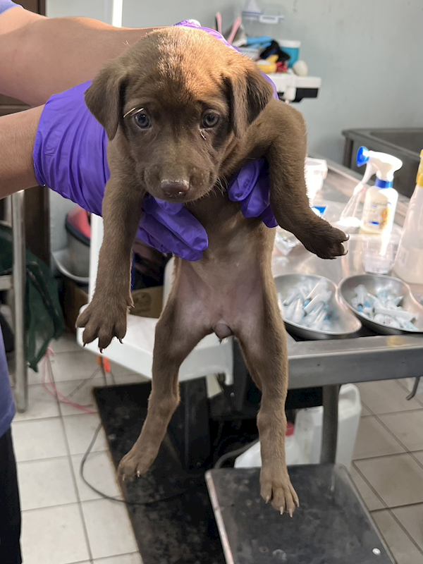 彰化縣流浪狗中途之家,編號:435892, 混種犬          