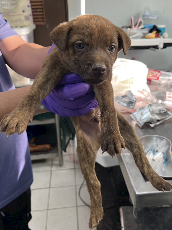 彰化縣流浪狗中途之家,編號:435891, 混種犬          