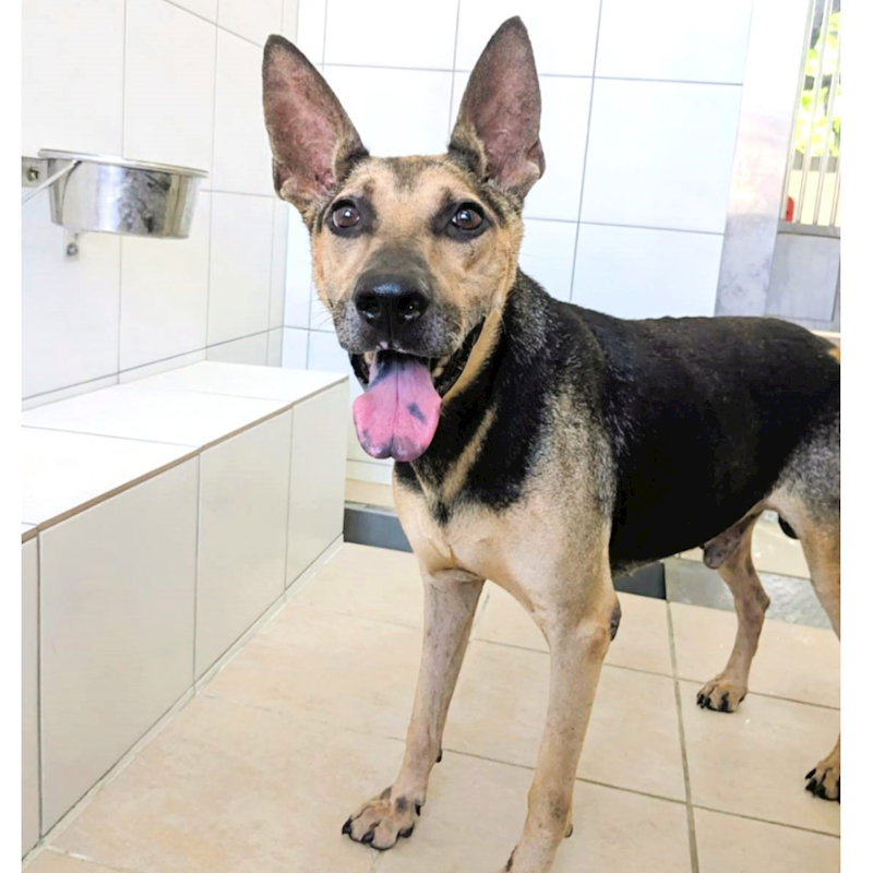 新竹縣動物保護教育園區,編號:419768, 混種犬          