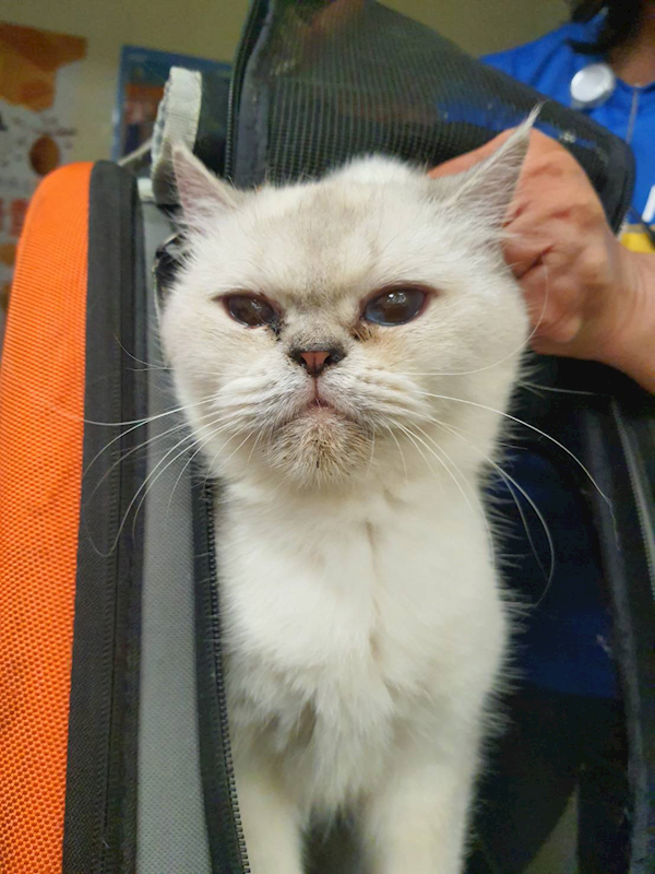 新竹市動物保護教育園區,編號:435909, 英國短毛貓               