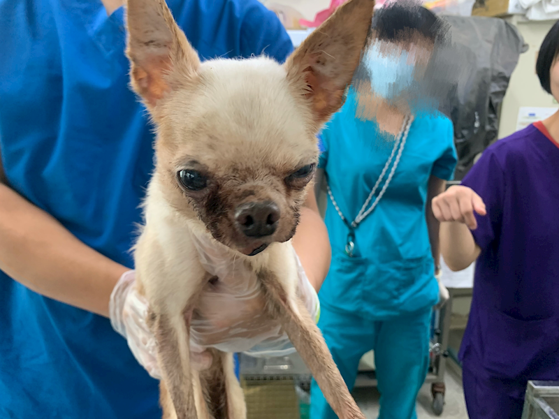 臺北市動物之家,編號:428814, 混種犬          