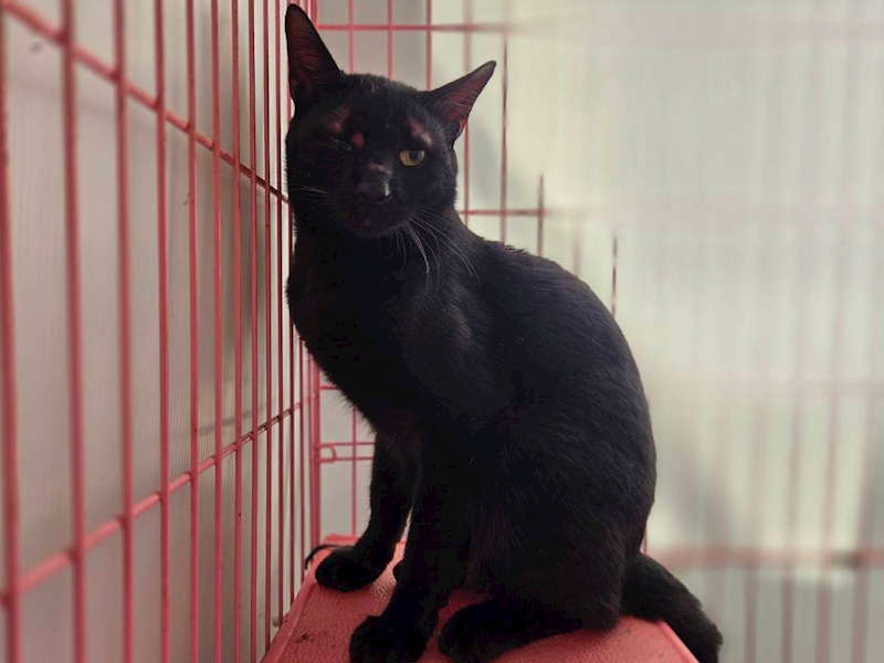 臺北市動物之家,編號:433937, 混種貓                 