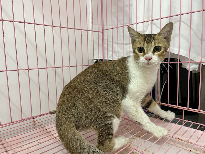 臺北市動物之家,編號:433383, 混種貓                 