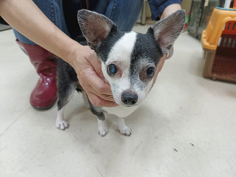 新竹市動物保護教育園區,編號:427001, 混種犬          