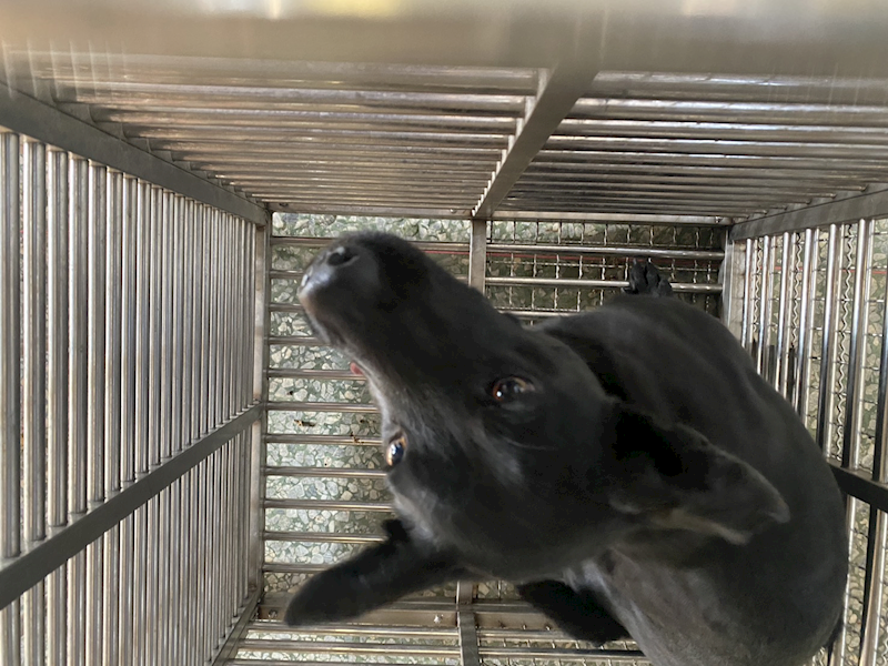 臺南市動物之家善化站,編號:435941, 混種犬          