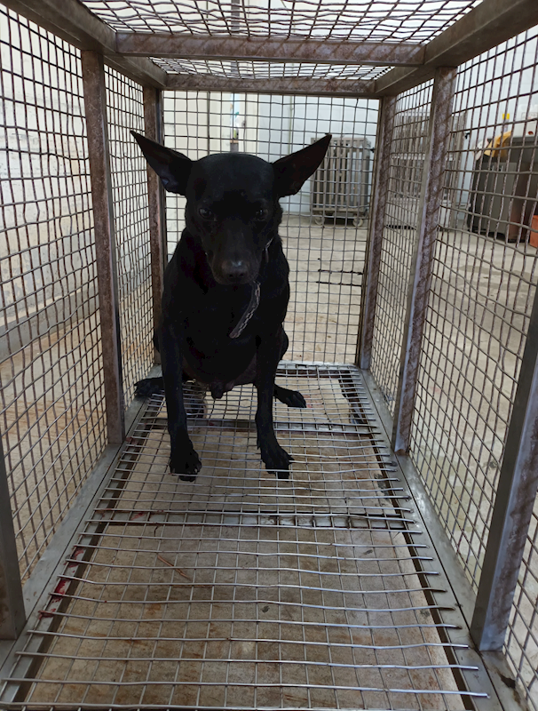 嘉義縣動物保護教育園區,編號:435938, 混種犬          