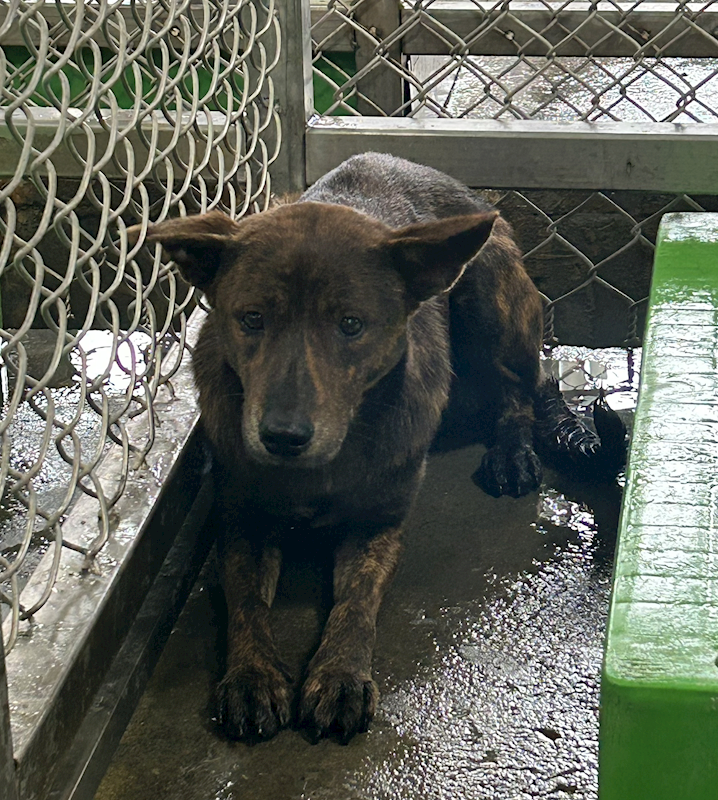 臺東縣動物收容中心,編號:435935, 混種犬          