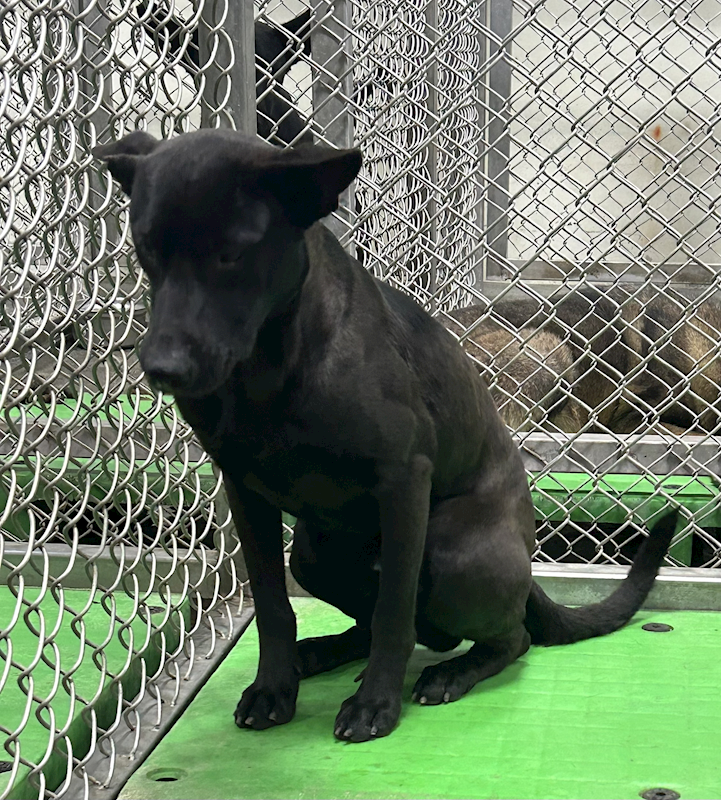 臺東縣動物收容中心,編號:435933, 混種犬          