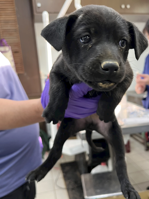 彰化縣流浪狗中途之家,編號:435895, 混種犬          