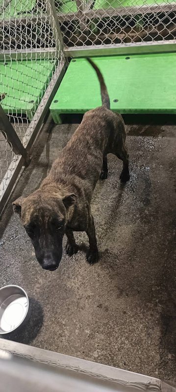 臺東縣動物收容中心,編號:435928, 混種犬          