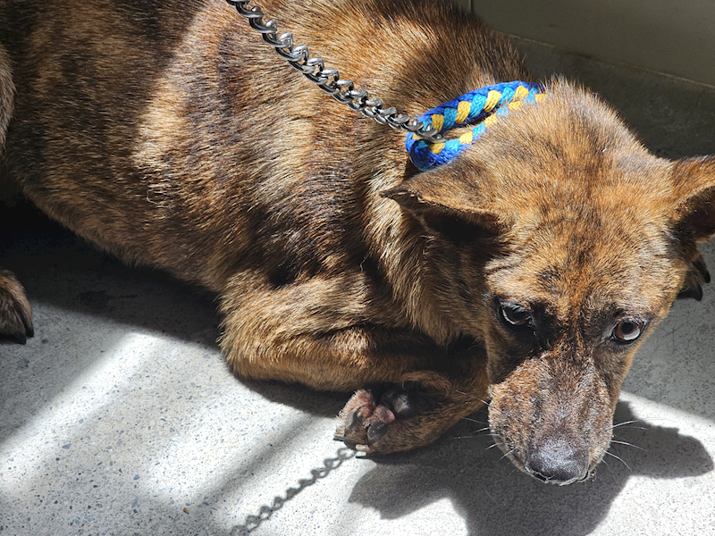 臺北市動物之家,編號:409635, 混種犬          