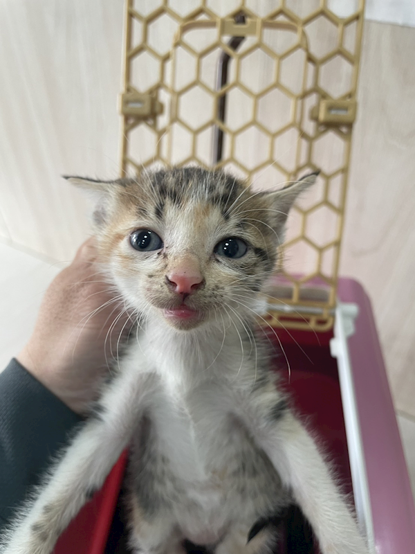 嘉義市動物保護教育園區,編號:423274, 混種貓                 