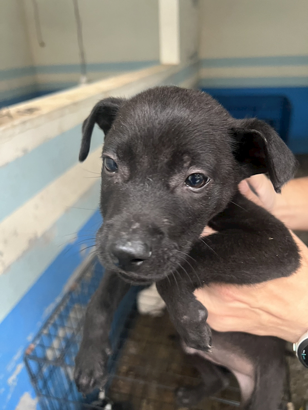 苗栗縣動物保護教育園區,編號:436214, 混種犬          