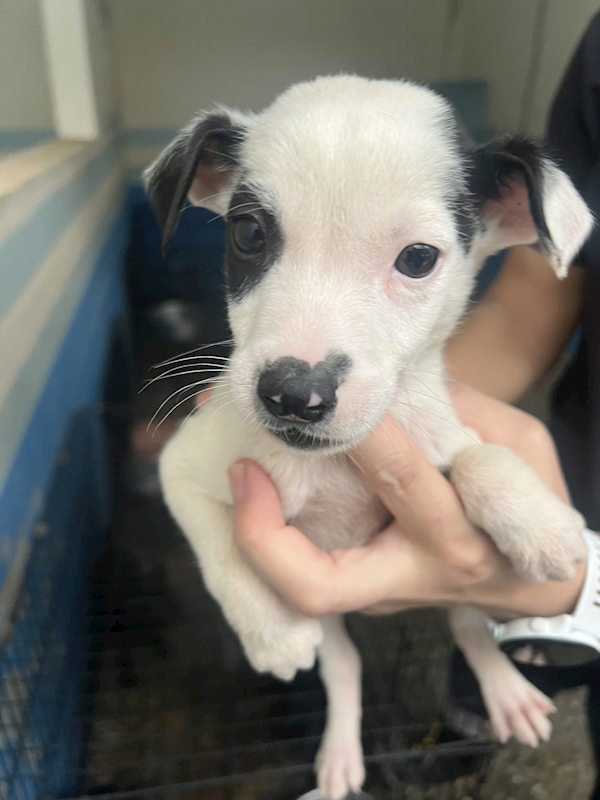 苗栗縣動物保護教育園區,編號:436211, 混種犬          