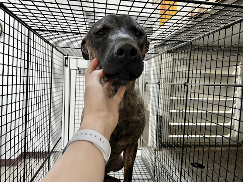 桃園市動物保護教育園區,編號:299137, 混種犬          
