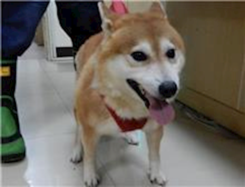 臺北市動物之家,編號:76706, 柴犬                  