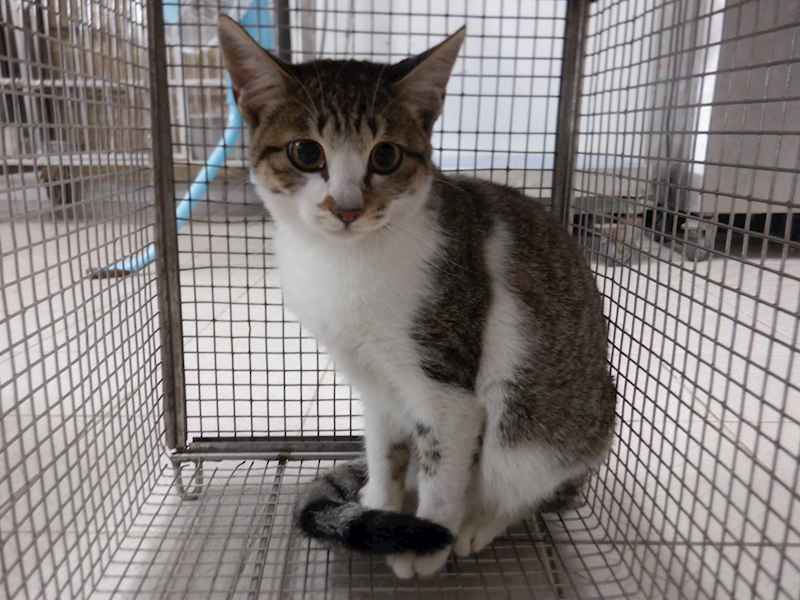 南投縣公立動物收容所,編號:431559, 混種貓                 