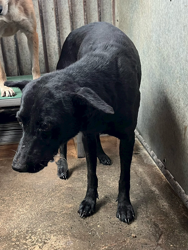 彰化縣流浪狗中途之家,編號:436142, 混種犬          