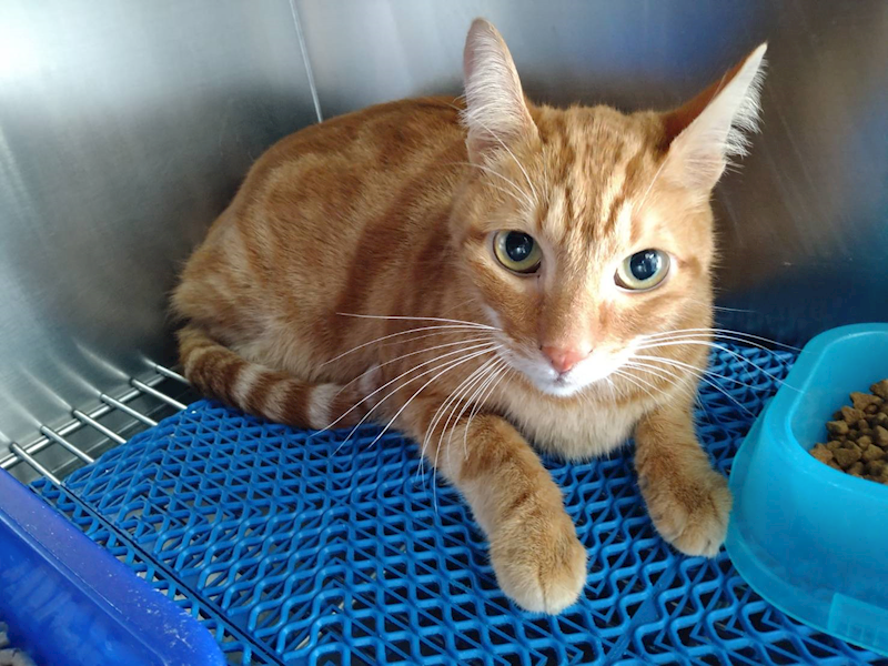 桃園市動物保護教育園區,編號:434689, 混種貓                 