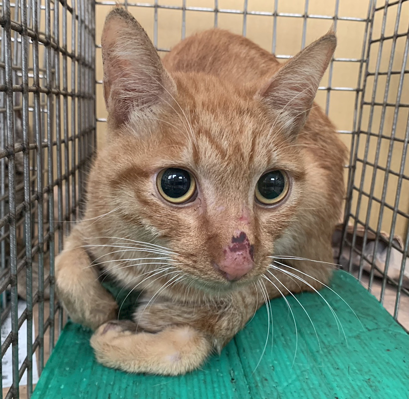 臺北市動物之家,編號:419657, 混種貓                 