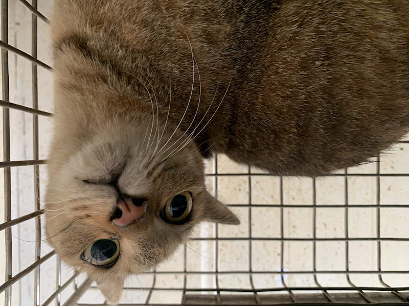 臺北市動物之家,編號:426462, 混種貓                 