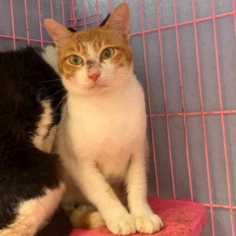 臺北市動物之家,編號:416383, 混種貓                 
