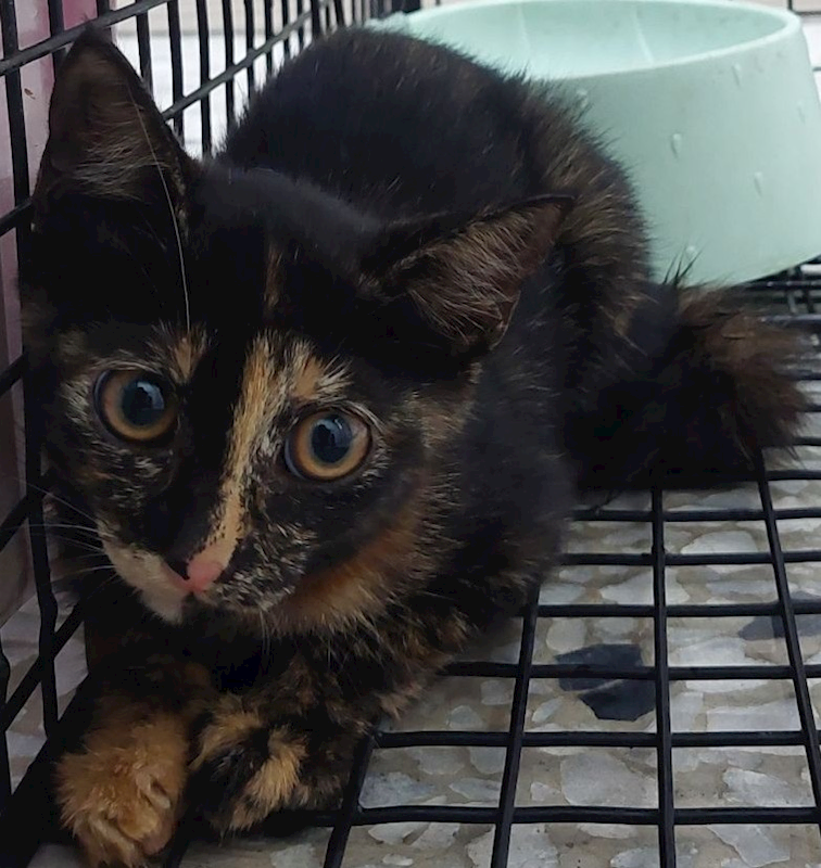 花蓮縣狗貓躍動園區,編號:424717, 混種貓                 