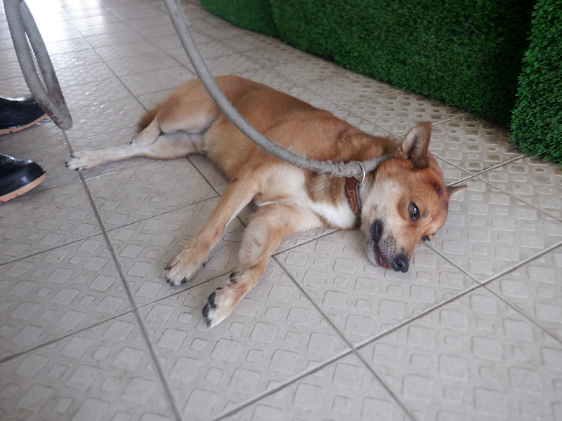 南投縣公立動物收容所,編號:415467, 混種犬          