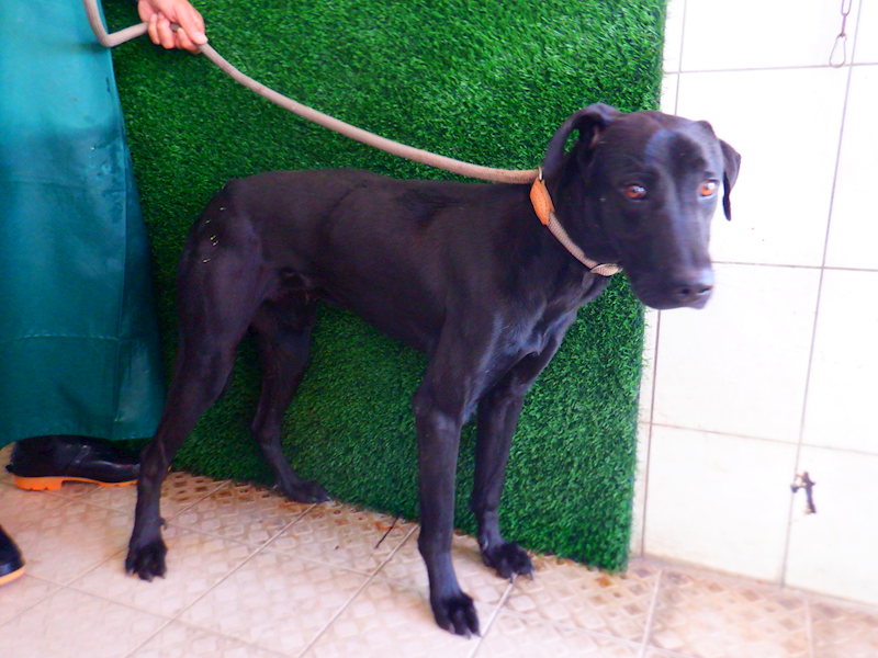 南投縣公立動物收容所,編號:435489, 混種犬          