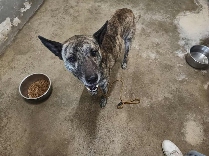 新竹市動物保護教育園區,編號:435994, 混種犬          