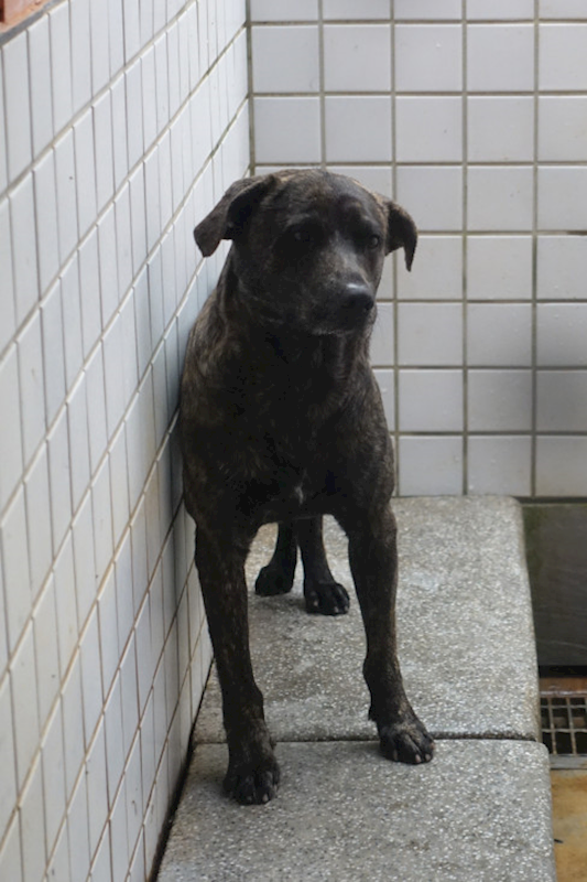 宜蘭縣流浪動物中途之家,編號:436224, 混種犬          