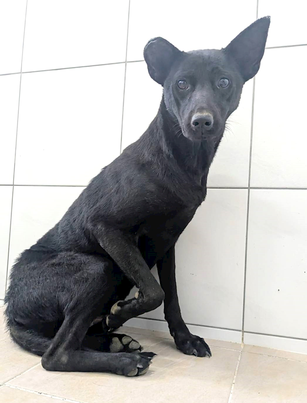 新竹縣動物保護教育園區,編號:435916, 混種犬          