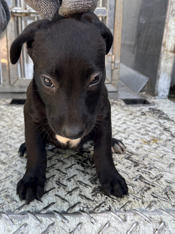 彰化縣流浪狗中途之家,編號:436181, 混種犬          