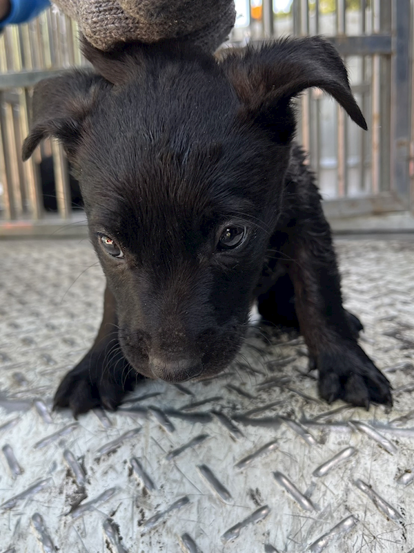 彰化縣流浪狗中途之家,編號:436179, 混種犬          