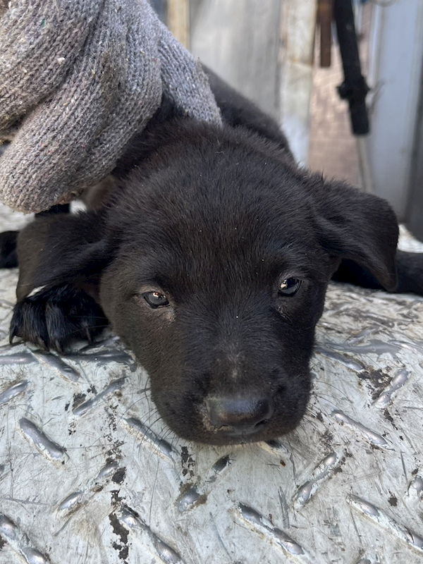 彰化縣流浪狗中途之家,編號:436177, 混種犬          