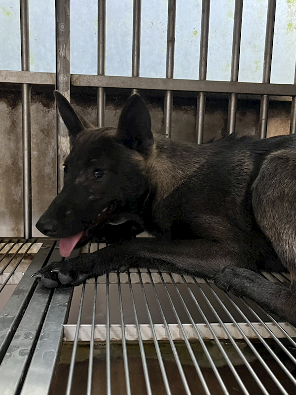 彰化縣流浪狗中途之家,編號:435583, 混種犬          