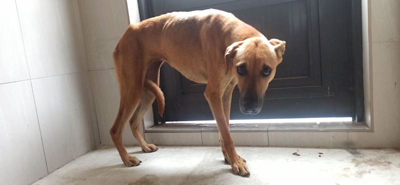 金門縣動物收容中心,編號:408405, 混種犬          